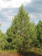 Ponderosa Pine